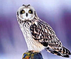 owl